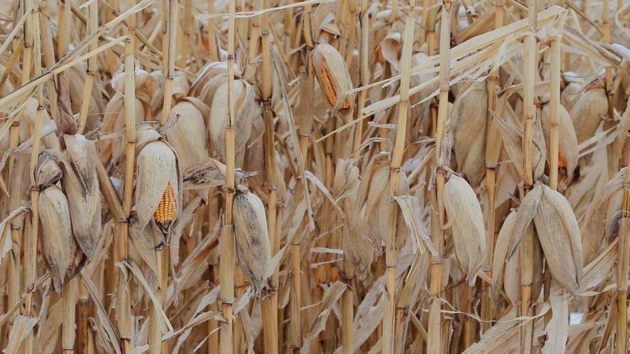 Foto Dokumen: Jagung yang belum dipanen, dibiarkan sebagai penghalang terhadap tiupan salju, berdiri di ladang di sebuah peternakan di Carroll, Iowa, AS, 30 Januari 2020. ANTARA/REUTERS/Brian Snyder