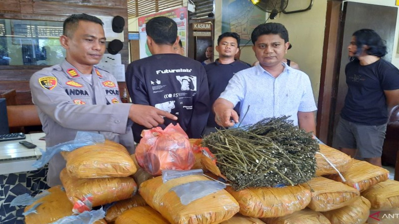 Kapolsek Nan Sabaris AKP Andra Nova (kiri) dan Kasat Narkoba Polres Pariaman Iptu Syafwal (kanan) saat merilis temuan puluhan kilogram ganja di Nan Sabaris, Rabu (11/1/2023). ANTARA/Aadiaat M.S.