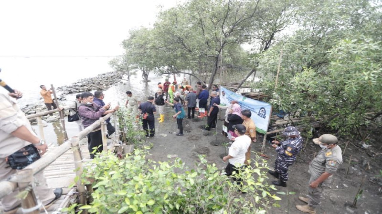 Sejumlah Aparatur Sipil Negara (ASN) Kecamatan Cilincing, Jakarta Utara, menanami kawasan Rusunawa Marunda dengan 2.500 pohon tanaman bakau (mangrove) untuk menanggulangi permasalahan lingkungan hidup seperti pencemaran udara hingga potensi abrasi dan rob di pesisir Jakarta itu pada Selasa (10/1/2023). ANTARA/HO-Kominfotik Jakarta Utara