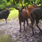 Banteng-1673345173