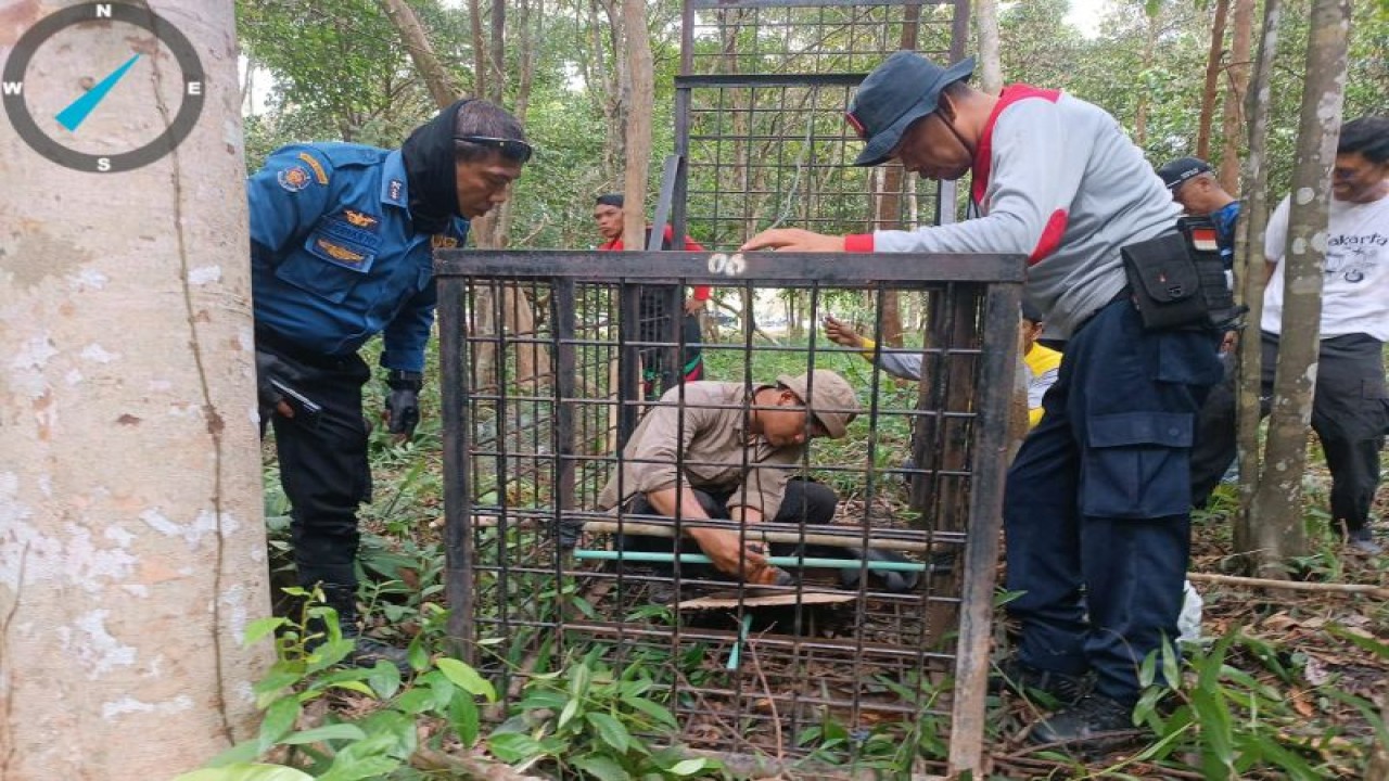 Tim BB KSDA Riau dan pemangku kepentingan terkait memasang kamera dan kandang jebak di Hutan Kota Arwinas Siak yang diduga menjadi tempat bersembunyi seekor harimau. ANTARA/HO-BB KSDA Riau