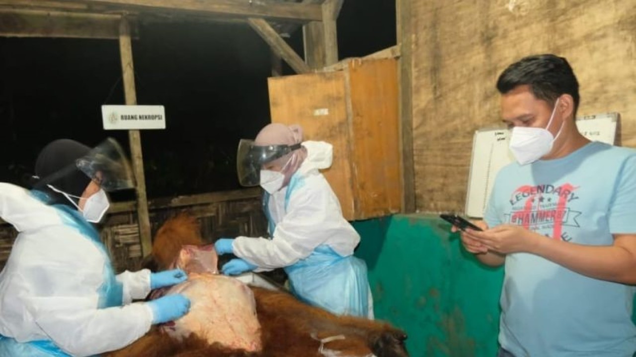 Tim dokter hewan BBKSDA Sumut melakukan nekropsi dan pengambilan darah terhadap orangutan untuk pemeriksaan lebih lanjut. ((ANTARA/HO-Humas BBKSDA Sumut))