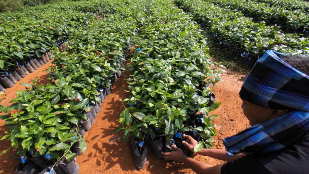 Petani merawat bibit kopi di Desa Alue Dua, Nisam Antara, Aceh Utara, Aceh, Minggu (10/10/2021). ANTARA FOTO/Rahmad/aww.
