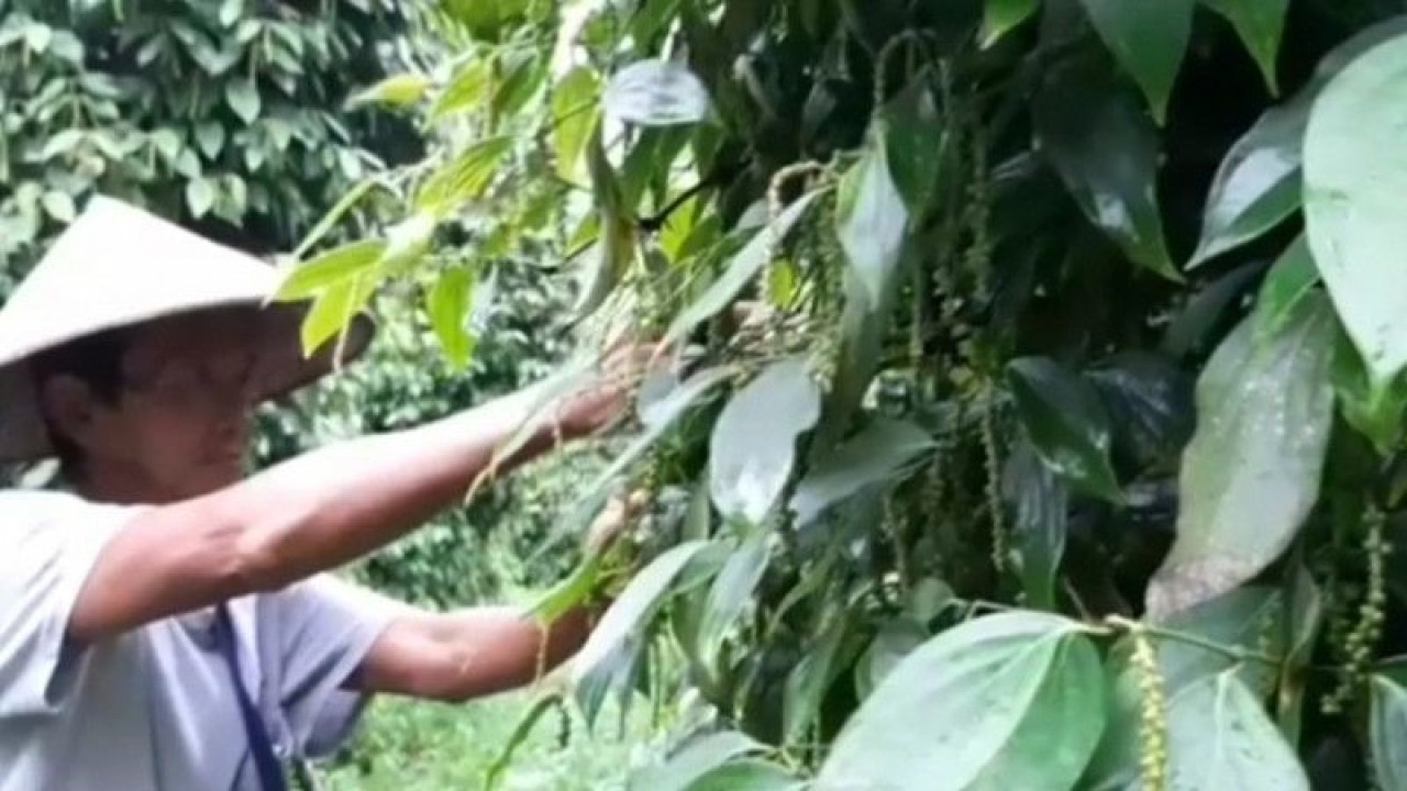 Ilustrasi, Petani lada putih di Bangka sedang memanen lada. Lada putih merupakan salah satu komoditas ekspor andalan Bangka Belitung. ANTARA (ANTARA/ Aprionis)