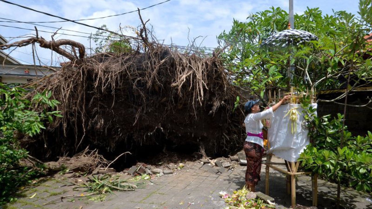 Umat Hindu bersembahyang di dekat pohon tumbang yang menimpa bangunan akibat cuaca ekstrem di kawasan Kedonganan, Badung, Bali, Selasa (3/1/2023). BMKG Wilayah III Denpasar mengimbau masyarakat untuk mewaspadai potensi dampak bencana yang ditimbulkan dari cuaca ekstrem di Bali dengan potensi angin kencang berkecepatan 6-45 kilometer perjam serta gelombang laut tinggi. ANTARA FOTO/Fikri Yusuf/aww.