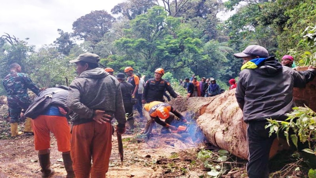 Petugas membersihkan dan memotong pohon tumbang di lereng Gunung Semeru di Desa Ranupani, Kecamatan Senduro, Kabupaten Lumajang, Senin (2/1/2023) (ANTARA/HO-Diskominfo Lumajang)