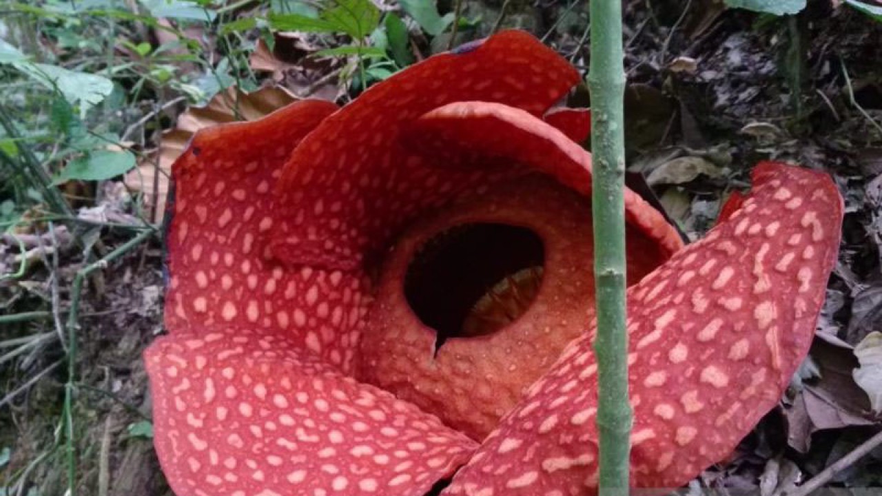 Bunga Rafflesia yang sedang mekar sempurna di Nagari Saniangbaka, Kecamatan X Koto Singkarak, Kabupaten Solok, Povinsi Sumatera Barat. (ANTARA/HO-Dokumen Belukar Tangaya)