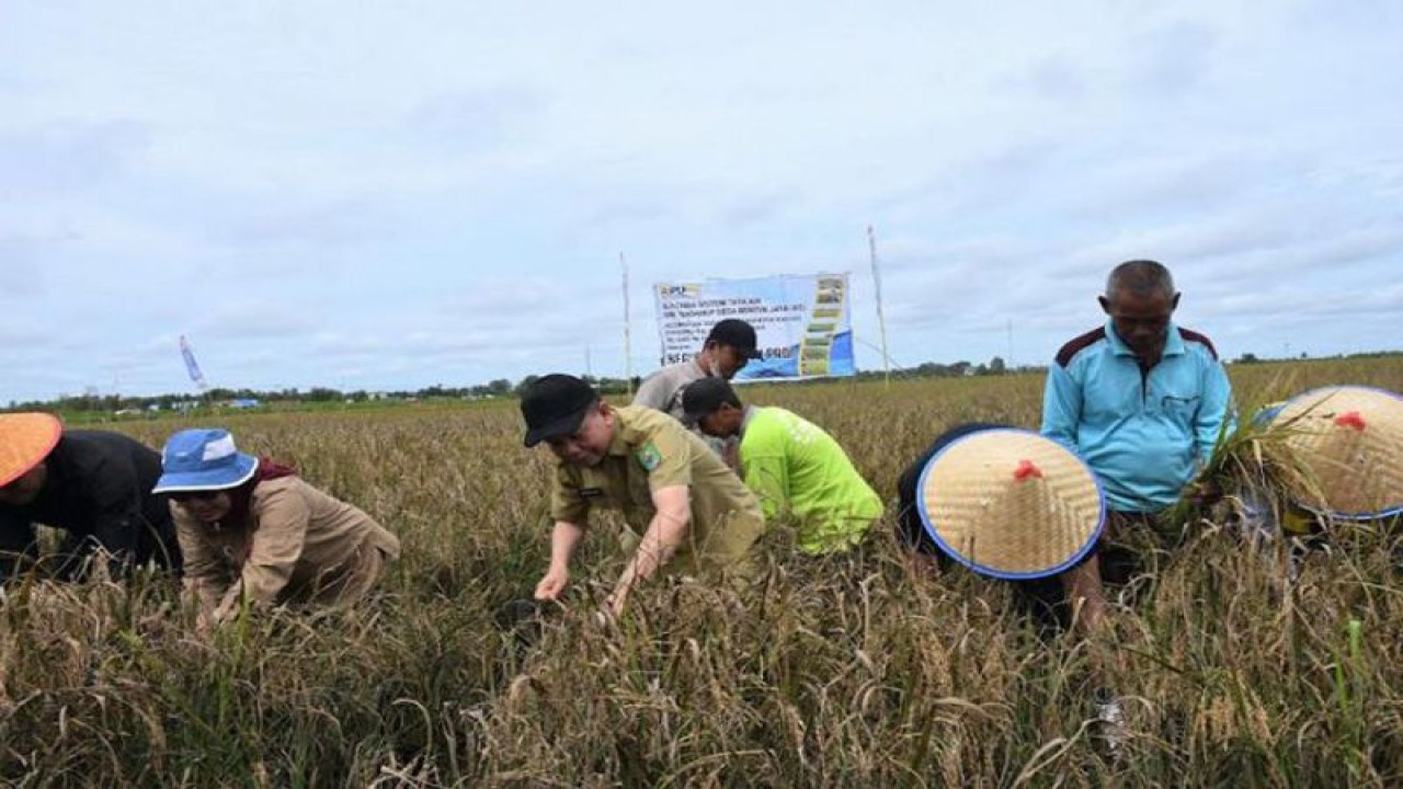 Bupati Kapuas Ben Brahim S Bahat, melakukan panen padi di A5 Desa Bentuk Jaya, Kecamatan Dadahup, Kabupaten Kapuas, Kamis (12/1/2023). ANTARA/HO-Diskominfo Kapuas.