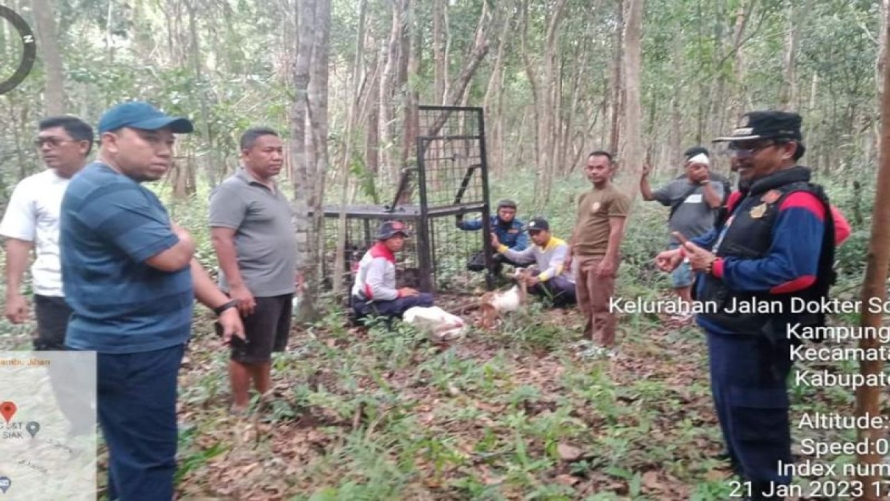 Petugas memasang kandang jebak dengan umpan ayam untuk menangkap harimau di Kawasan Hutan Arwinas, Kabupaten Siak, Provinsi Riau. (ANTARA/HO-Pemkab Siak)