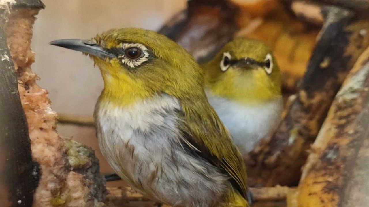 Satwa ilegal yang berhasil diselamatkan oleh Balai Karantina Pertanian dari aksi penyelundupan. Bandarlampung, Senin, (9/1/2023). (ANTARA/HO-Humas Balai Karantina Pertanian)