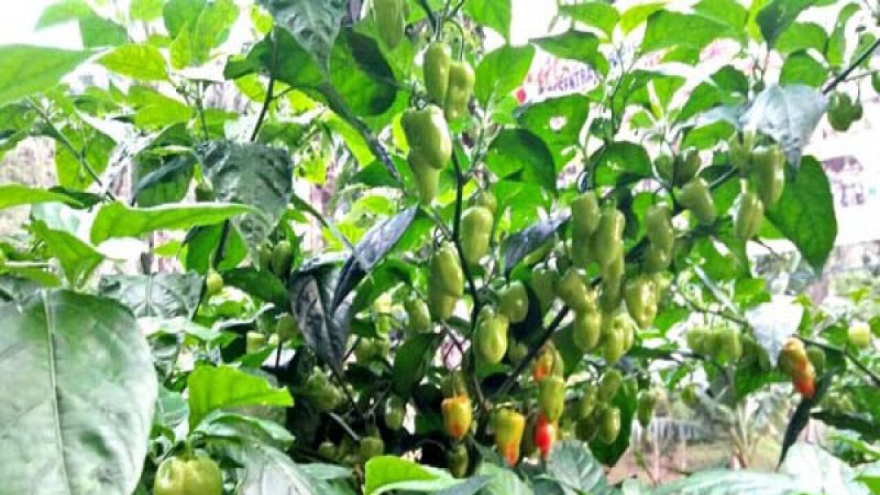 Cabai katokkon. (ANTARA/HO Humas Pemprov Sulsel)