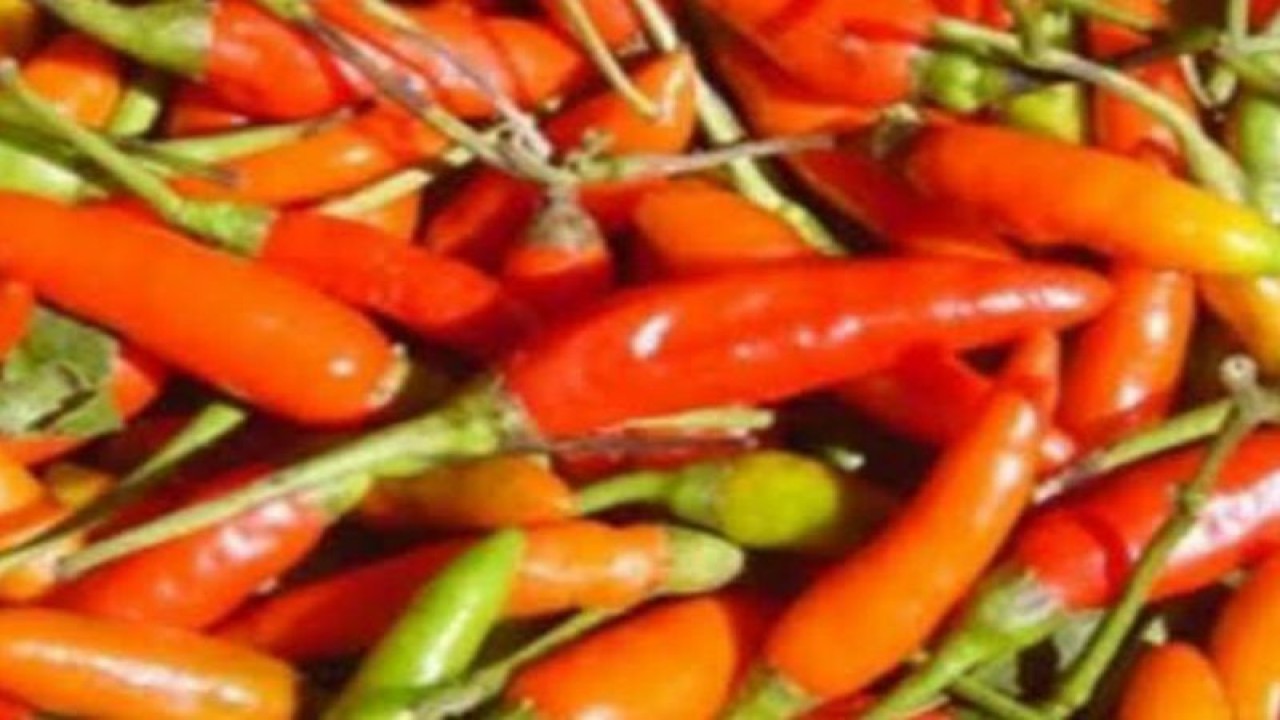 Cabai yang sudah dipetik (ANTARA/Akhyar)