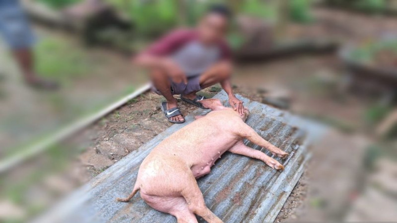 Ternak Babi milik warga di Kecamatan Kupang Tengah Kabupaten Kupang Provinsi Nusa Tenggara Timur mati diduga terpapar virus flu Babi. (ANTARA/Benny Jahang)