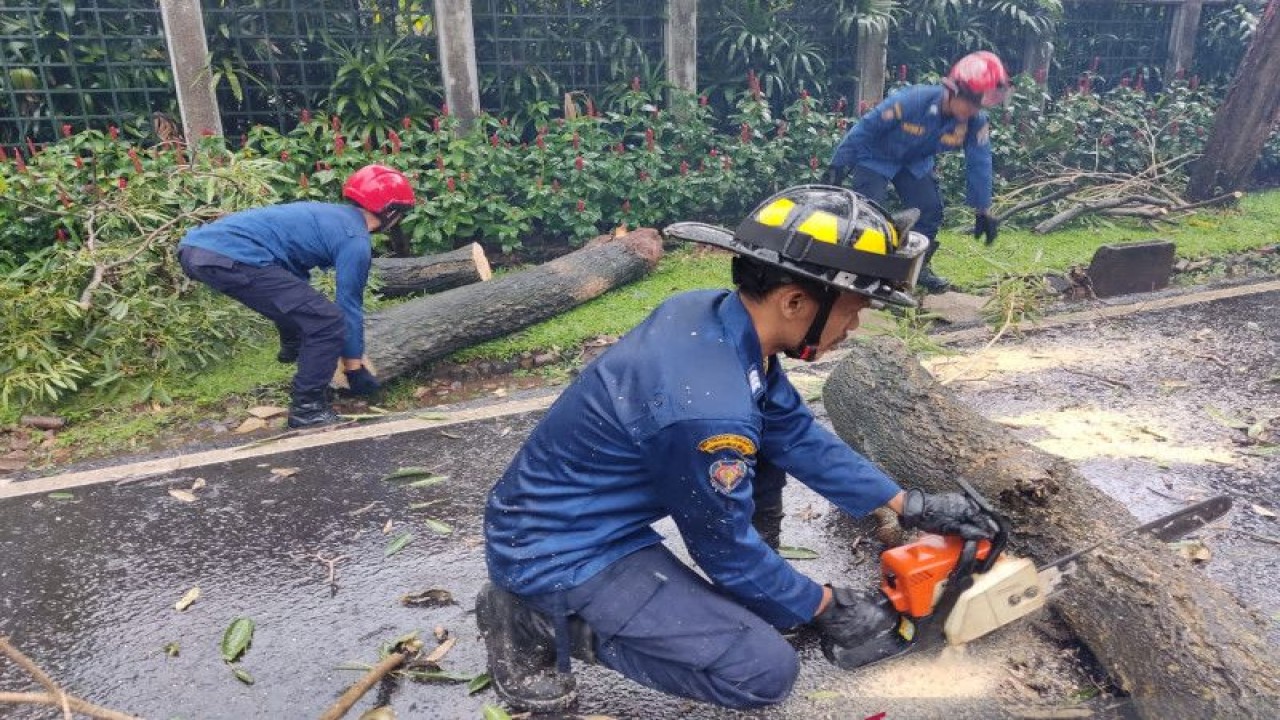 Petugas Suku Dinas Penanggulangan Kebakaran dan Penyelamatan Kota Jakarta Selatan mengevakuasi sejumlah pohon tumbang di Cilandak Barat, Jumat, (18/12/2021). ANTARA/HO-Sudin Gulkarmat Jakarta Selatan