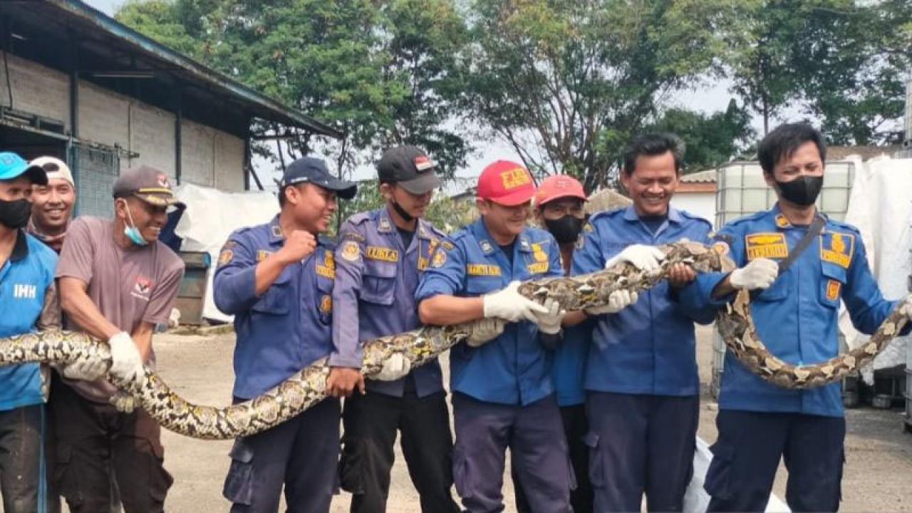 Petugas Damkar Kabupaten Tangerang menunjukan ular piton sepanjang 5 meter dari hasil evakuasi. (Azmi)