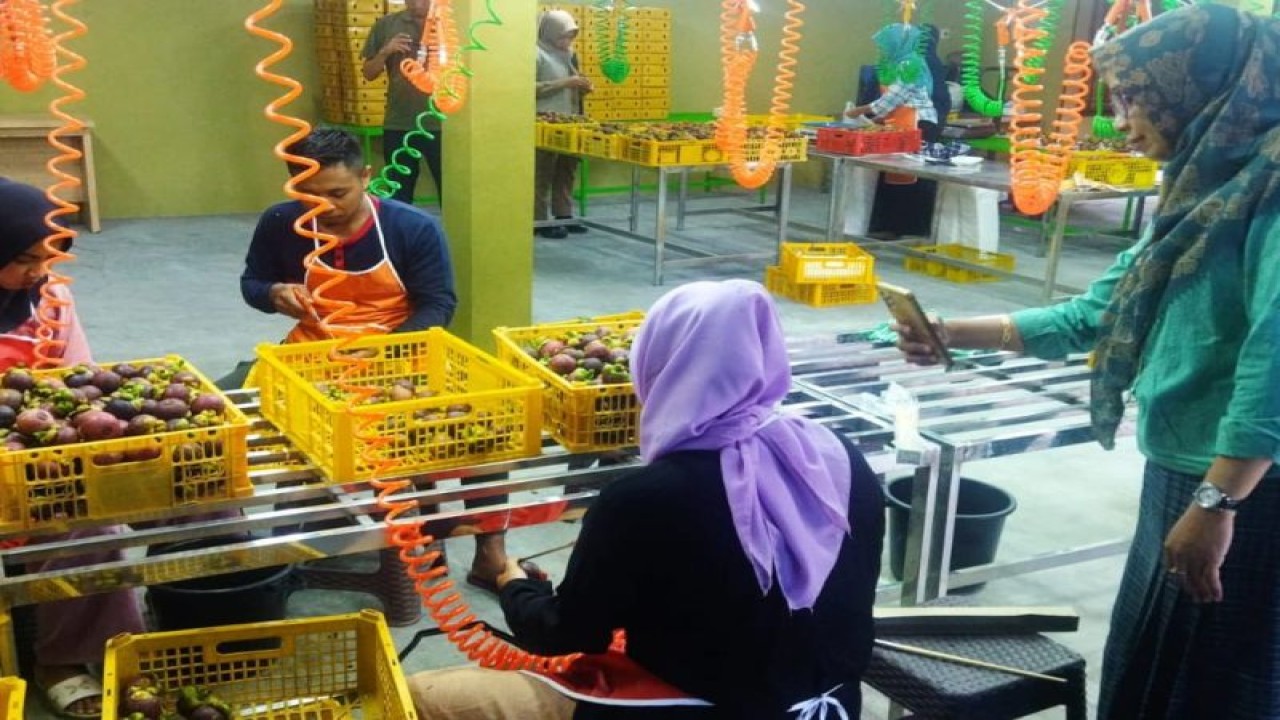 Kepala Dinas Perdagangan NTB Baiq Nelly Yuniarti mengecek proses pengemasan buah manggis oleh PT Bintang Agro Sentosa di Kabupaten Lombok Barat. (ANTARA/HO-Disdag NTB)