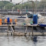 Diskanla Indramayu sebut petambak udang beralih budi daya rumput laut-1674119147