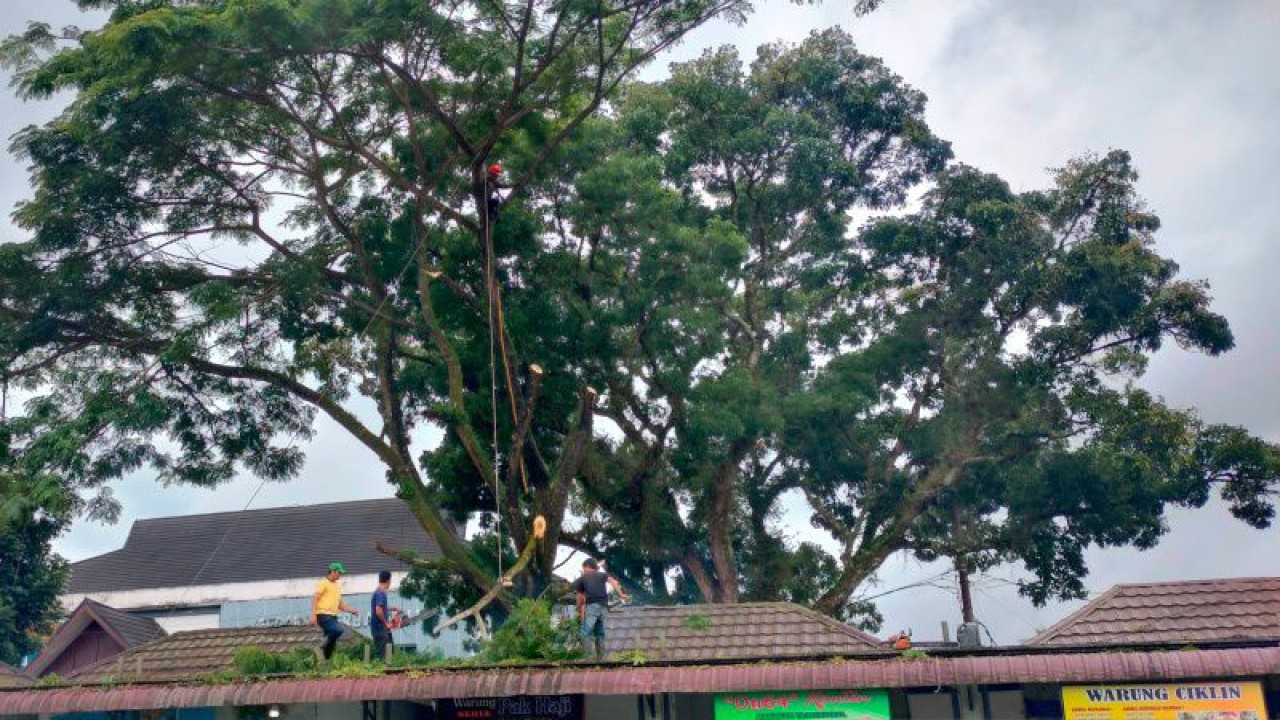 Petugas DLH Rejang Lebong tengah melakukan pemangkasan pohon pelindung yang bisa didapatkan dalam pelayanan Klinik Lingkungan DLH di daerah itu. dok.ANTARA