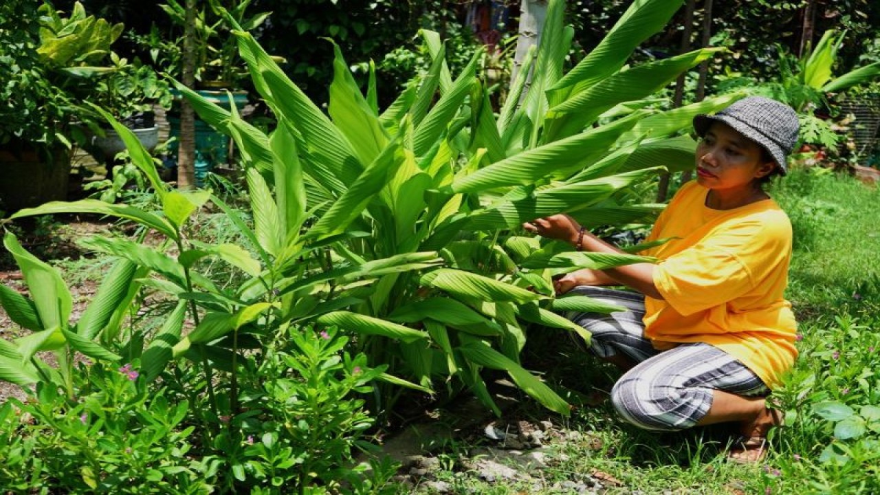 Salah satu warga RT 09 RW 05, Kelurahan Nginden Jangkungan, Kecamatan Sukolilo, Kota Surabaya sedang membudidayakan tanaman herbal. ANTARA/HO-Humas Pemkot Surabaya (ANTARA/HO-Diskominfo Surabaya)