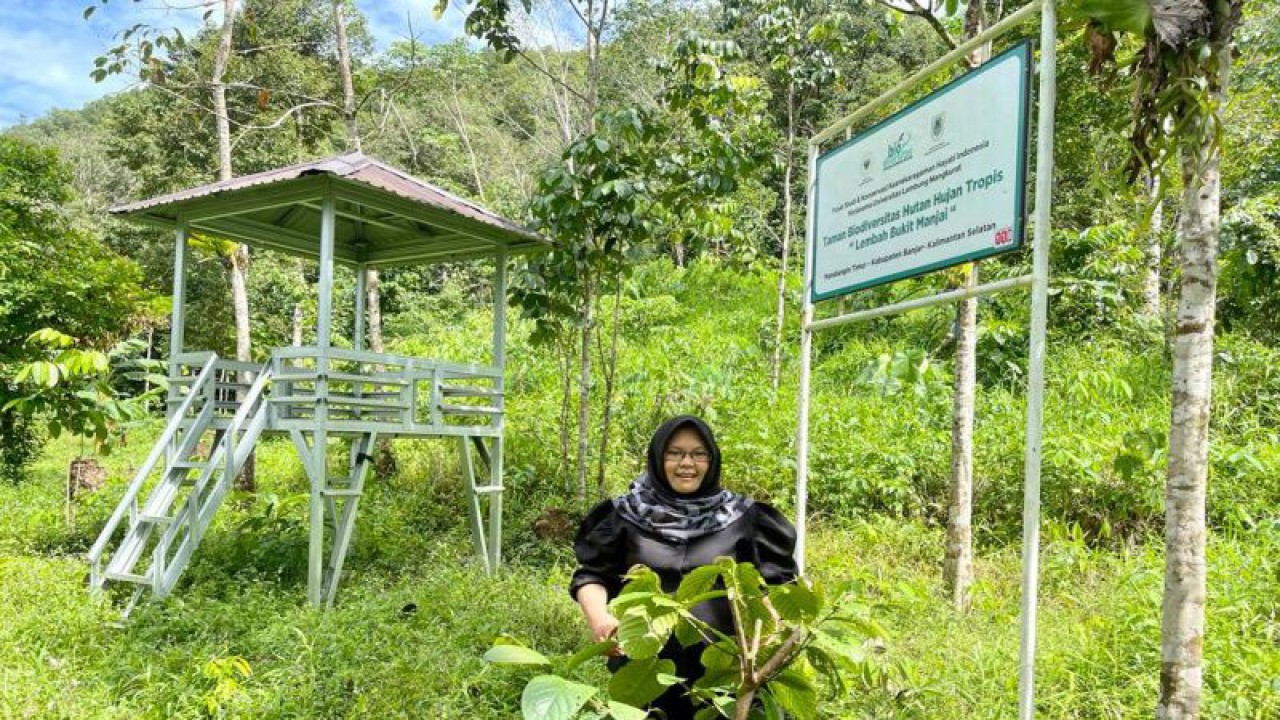 Dr Amalia Rezeki melakukan penanaman bibit pohon ulin di Taman Biodiversitas Hutan Hujan Tropis Lembah Bukit Manjai, Kabupaten Banjar, Kalsel, Selasa (24/1/2023). (ANTARA/Firman)