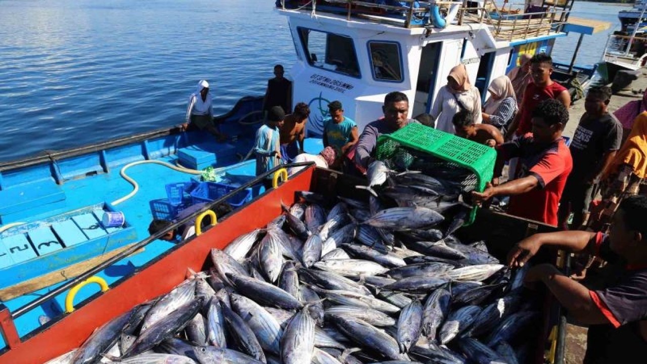 Ilustrasi: Nelayan membongkar muat ikan cakalang hasil tangkapannya di Pelabuhan Perikanan Panambuang, Pulau Bacan, Halmahera Selatan, Maluku Utara. ANTARA FOTO/Andri Saputra/wsj.