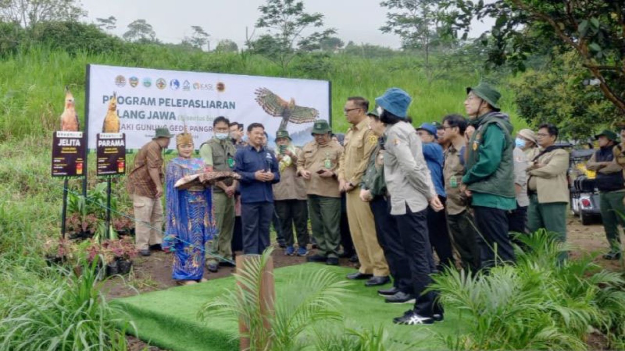 Pelepasliaran elang jawa di area Taman Safari Indonesia, Cisarua, Kabupaten Bogor, Jawa Barat, Senin (30/1/2023). (ANTARA/M Fikri Setiawan)