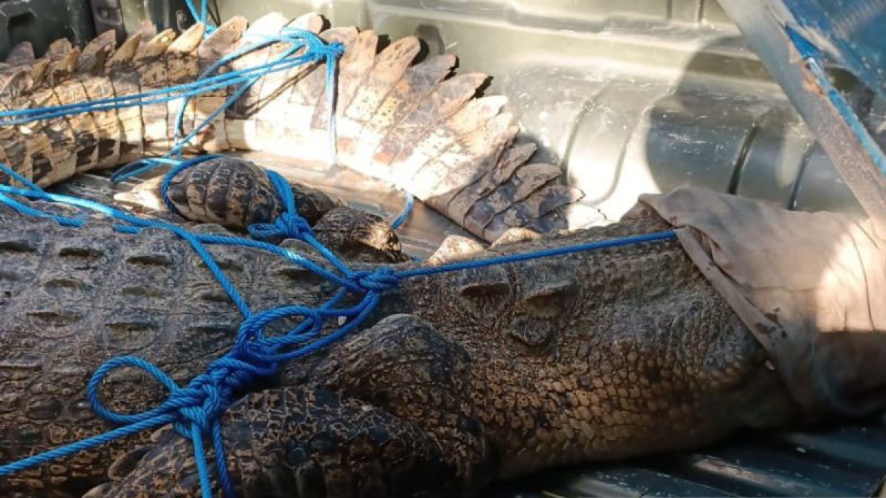Evakuasi buaya yang ditemukan di Pantai Legian. ANTARA/HO