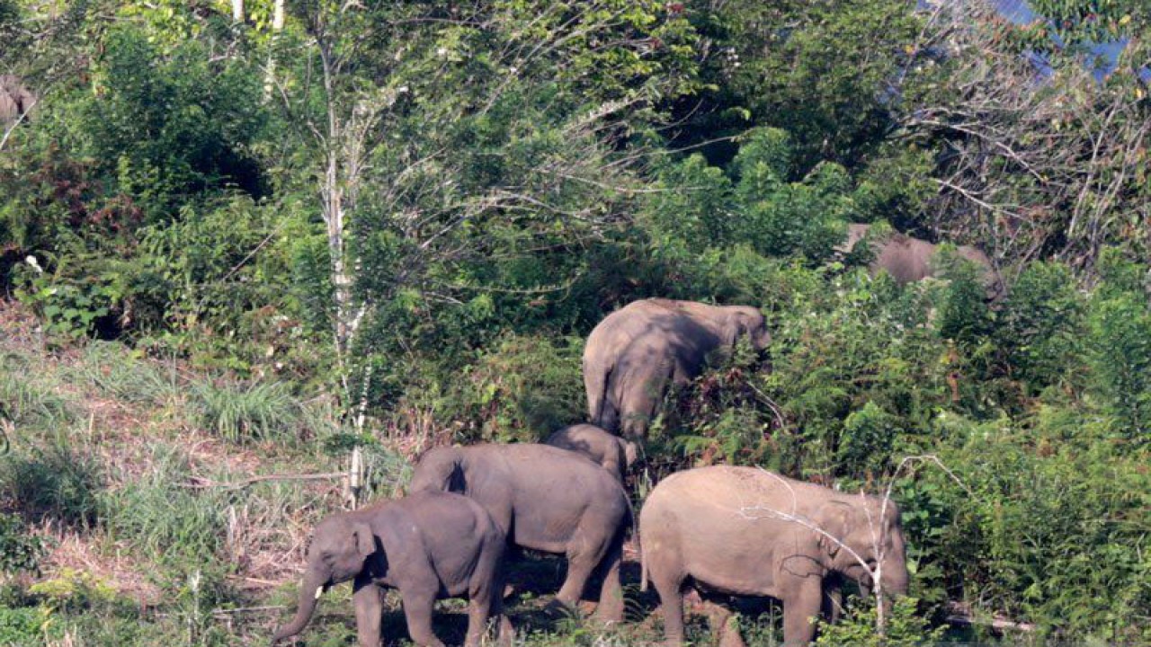 Ilustrasi--Kawanan gajah liar. (ANTARA/HO)
