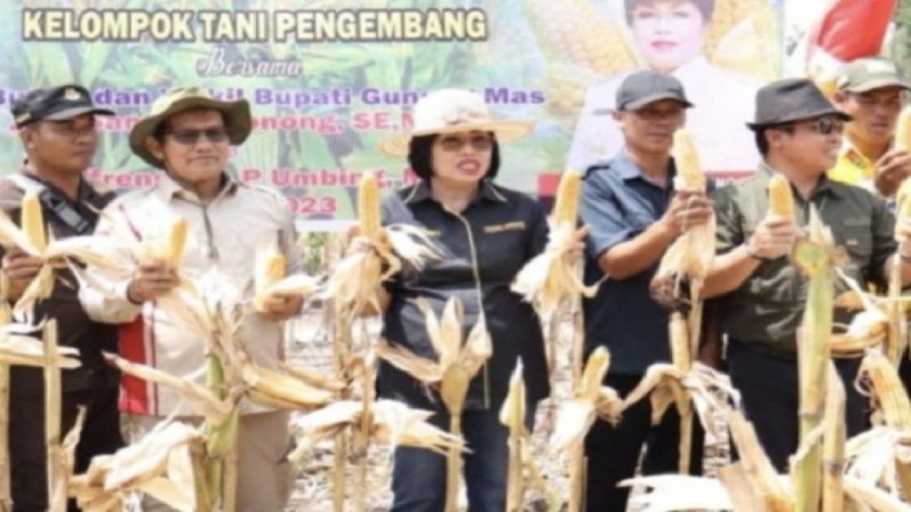 Wakil Bupati Gunung Mas Efrensia LP Umbing dan lainnya saat panen jagung hibrida di lahan milik Poktan Katur 1 di Desa Sepang Kota, Kecamatan Sepang. (ANTARA/HO-Diskominfosantik Gunung Mas)