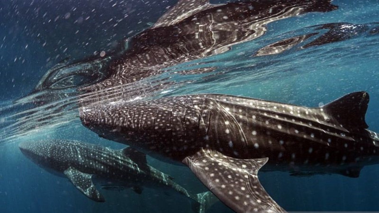 Hiu paus di Taman Nasional Teluk Cendrawasih, Papua. ANTARA/HO-Taman Nasional Teluk Cendrawasih/am.