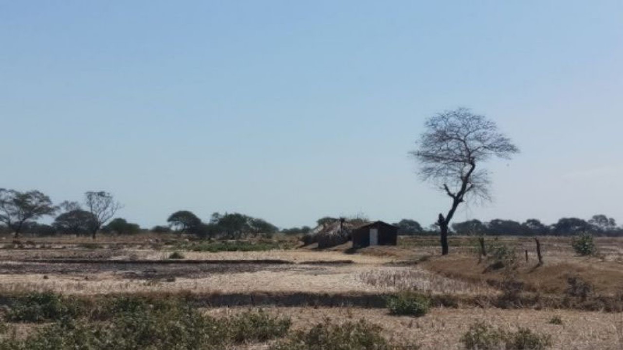 Lahan pertanian yang kering akibat belum diguyur hujan. (ANTARA/Aloysius Lewokeda)