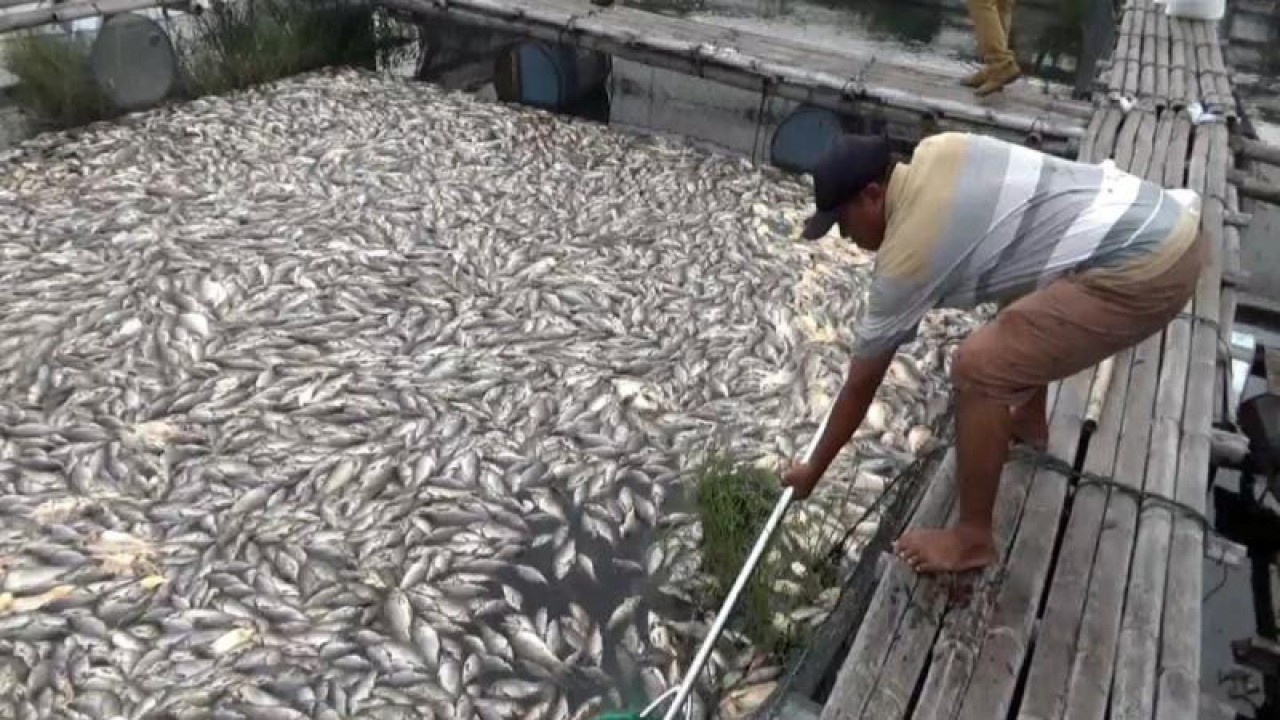 Seorang petani ikan keramba saat menjaring ikan yang mati dampak cuaca ekstrem di sebuah keramba Waduk Kedung Ombo Desa Wonoharjo Kecamatan Kemusu, Boyolali, Selasa (3/1/2023). ANTARA/Bambang Dwi Marwoto.