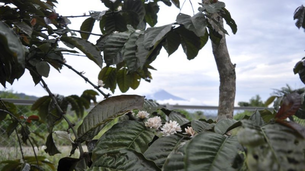 Ilustrasi: Perkebunan kopi di Kabupaten Ogan Komering Ulu, Sumatera Selatan yang disiapkan sebagai destinasi agrowisata. (ANTARA/M Riezko Bima Elko P)