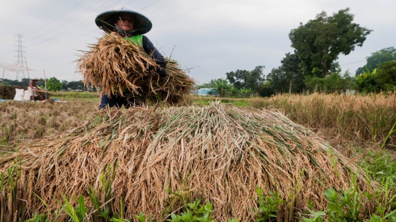 Ilustrasi: Petani memanen padi di Rangkasbitung, Lebak, Banten. ANTARA FOTO/Muhammad Bagus Khoirunas/ (ANTARA FOTO/MUHAMMAD BAGUS KHOIRUNAS)