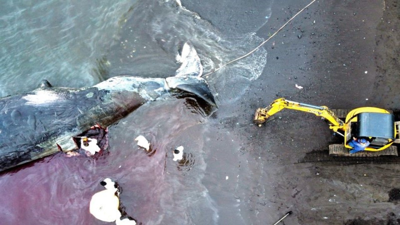 Ilustrasi - Seekor paus sperma yang mati terdampar. ANTARA FOTO/Budi Candra Setya/foc