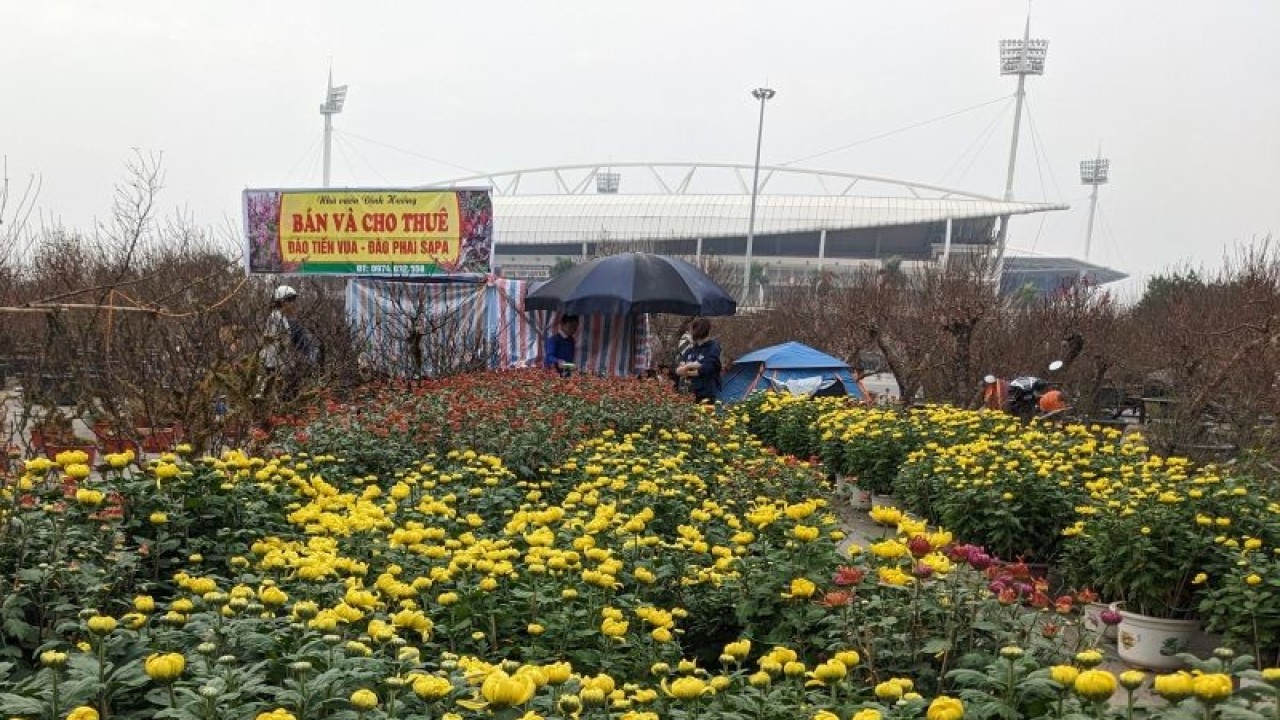 Warga Hanoi, Vietnam, berjualan bunga mai berwarna kuning cerah, yang lazim digunakan masyarakat setempat untuk merayakan Tahun Baru Lunar atau Tet Nguyen Dan, di seberang Stadion Nasional My Dinh, Hanoi, Minggu (8/1/2023). Suasana ini terlihat sehari sebelum tim nasional Indonesia menghadapi Vietnam pada laga leg kedua semifinal Piala AFF 2022 di Stadion Nasional My Dinh. (ANTARA/Michael Siahaan)