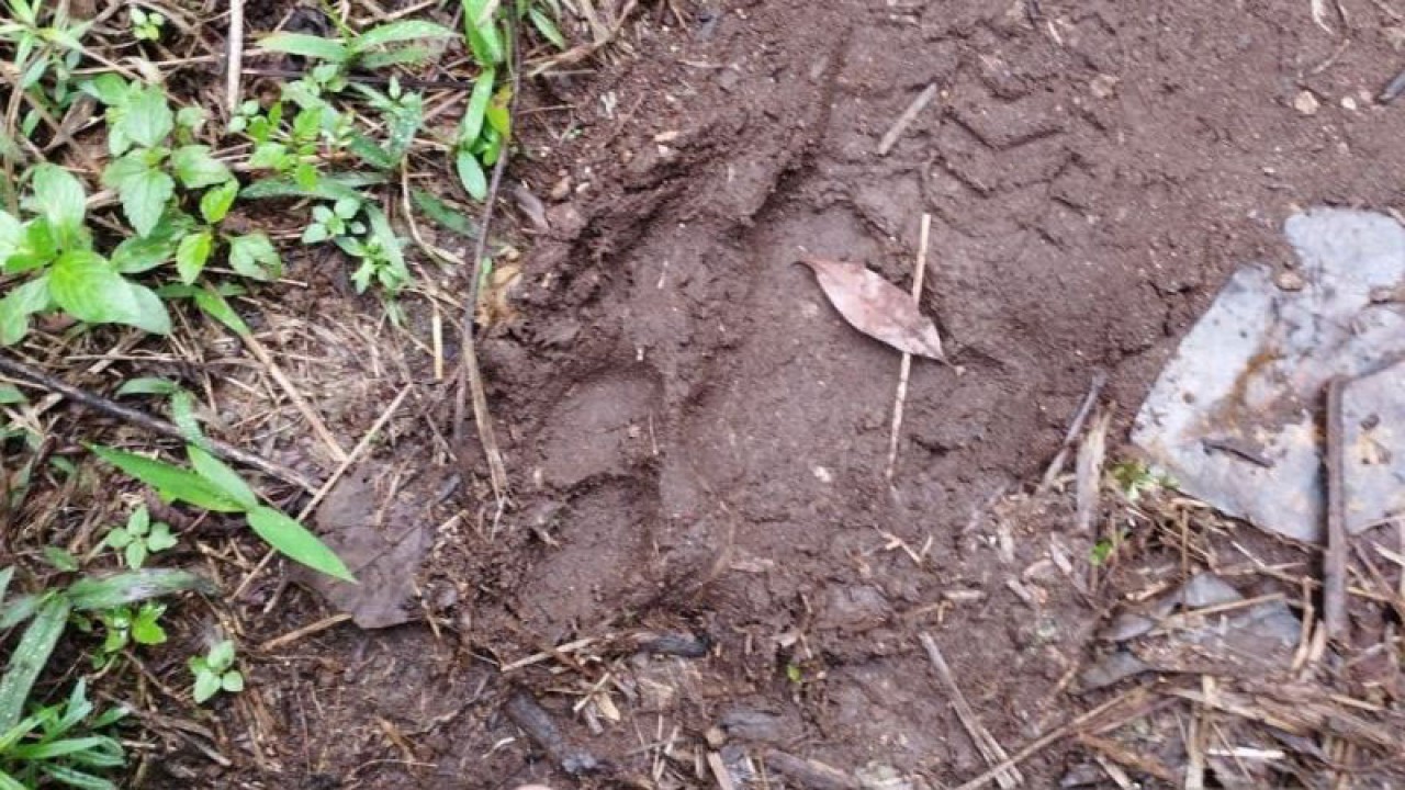 Penemuan jejak Harimau Sumatera gegerkan warga Kabupaten Solok, Sumatera Barat (ANTARA/HO-Dokumen pribadi)