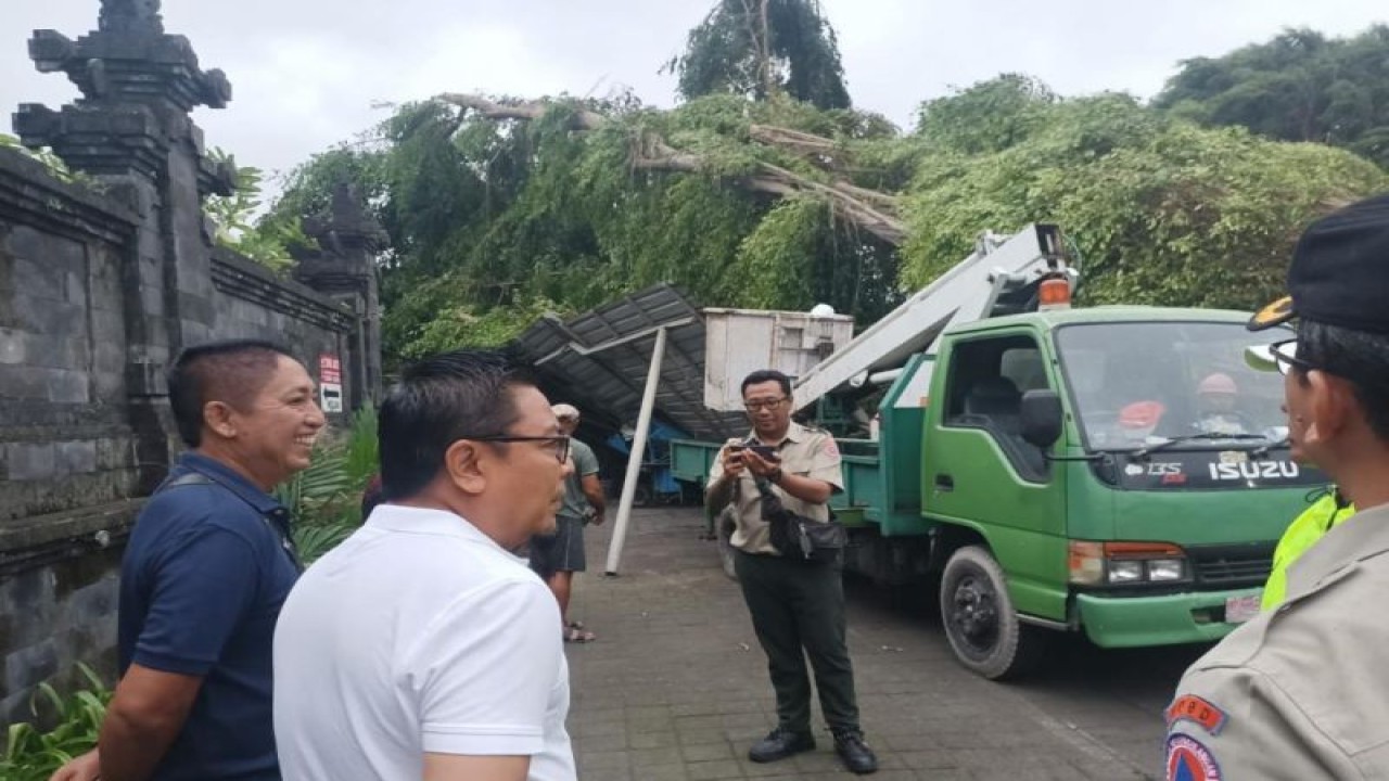 Wakil Wali Kota Denpasar I Kadek Agus Arya Wibawa saat meninjau penanganan pohon tumbang di Denpasar pada Senin (2/1/2023). ANTARA/HO-Humas Pemkot Denpasar.