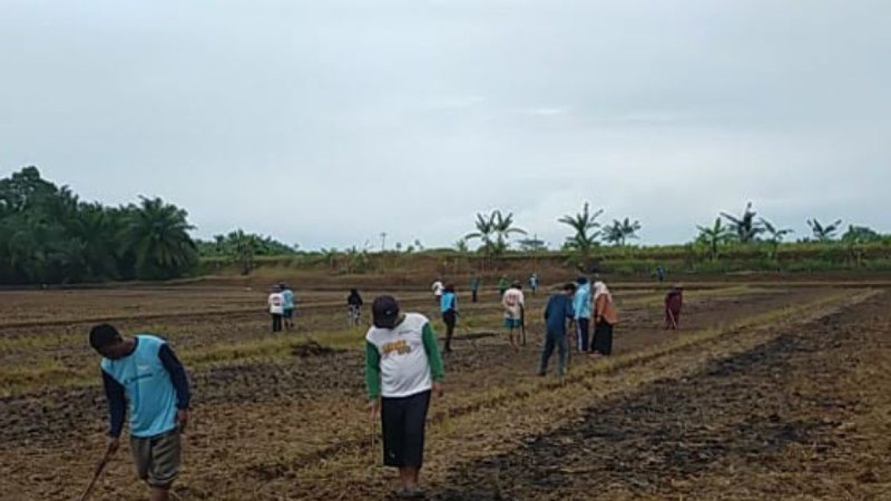 Kalangan petani di Kabupaten Mukomuko sedang menanam jagung, Sabtu (17/12/2022) ANTARA/Ferri.
