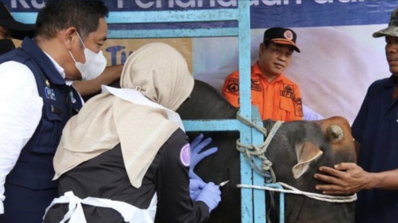 Sekdaprov Kaltim Sri Wahyuni melaksanakan vaksinasi PMK di lokasi Kelompok Tani Damarwulan, Mugirejo, Kecamatan Sungai Pinang Samarinda, MInggu (29/1/2023) ANTARA/HO-Biro Adpim Pemprov Kaltim