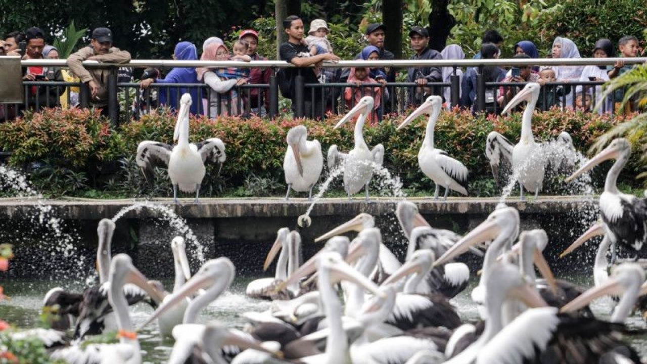 Sejumlah pengunjung melihat pelican di Taman Margasatwa Ragunan, Jakarta, Minggu (1/1/2023). Tempat wisata tersebut menjadi salah satu destinasi bagi warga Jakarta dan sekitarnya untuk menghabiskan waktu libur Tahun Baru 2023. ANTARA FOTO/Fauzan