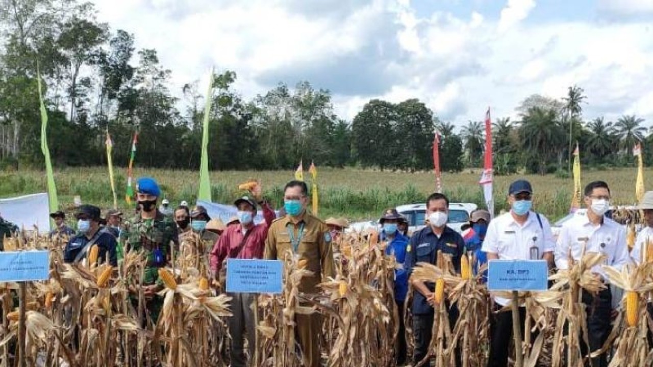 Kegiatan panen jagun di Bengkayang (ANTARA/Dedi)