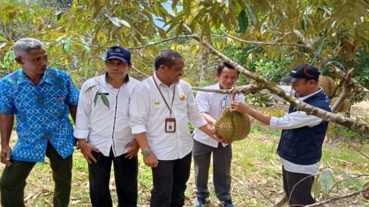 Kepala Dinas TPH Kabupaten Sigi Rahmad Iqbal Nurkhalis saat memanen buah durian di Desa Tompi Bugis, Kecamatan Kulawi Selatan. (ANTARA/HO-Dok Dinas TPH Sigi)