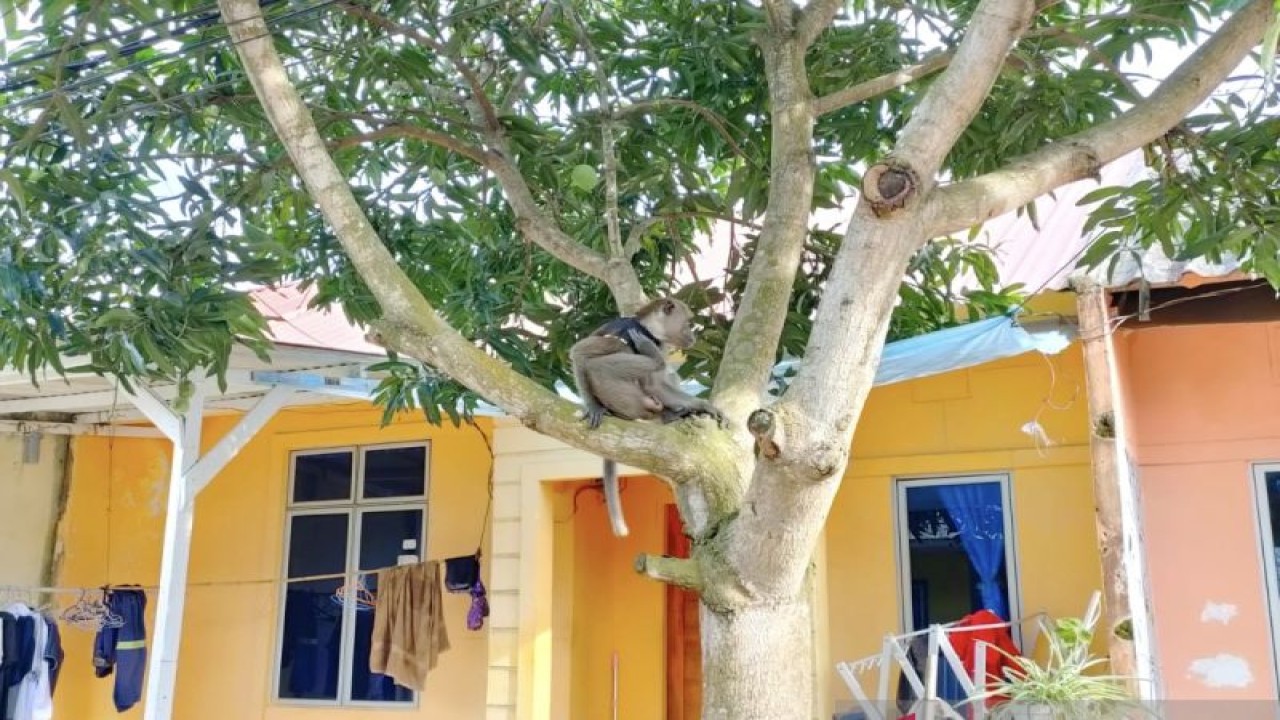 Monyet ekor panjang yang masuk ke pemukiman warga dan mengganggu warga di sekitar perumahan. (ANTARA/HO-kiriman warga Batam)