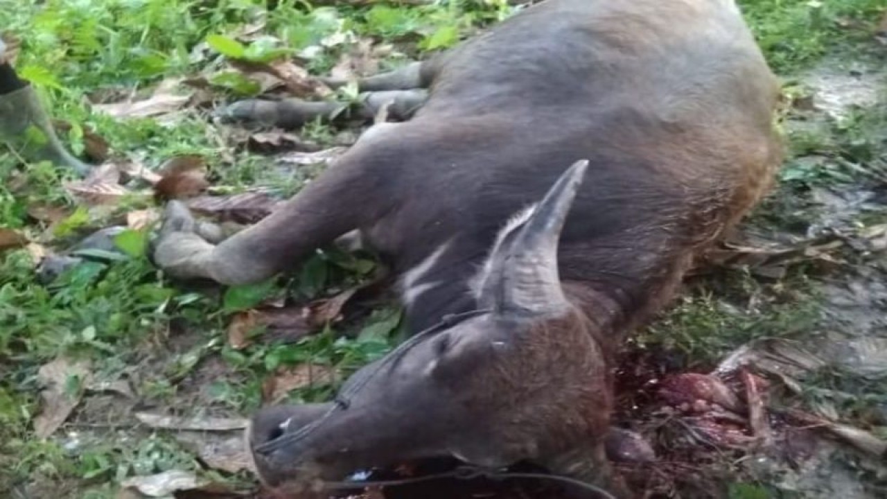 Ternak Kerbau yang mati akibat terserang wabah penyakit Septicaemia Epizootia (SE) atau penyakit ngorok. (ANTARA/HO)