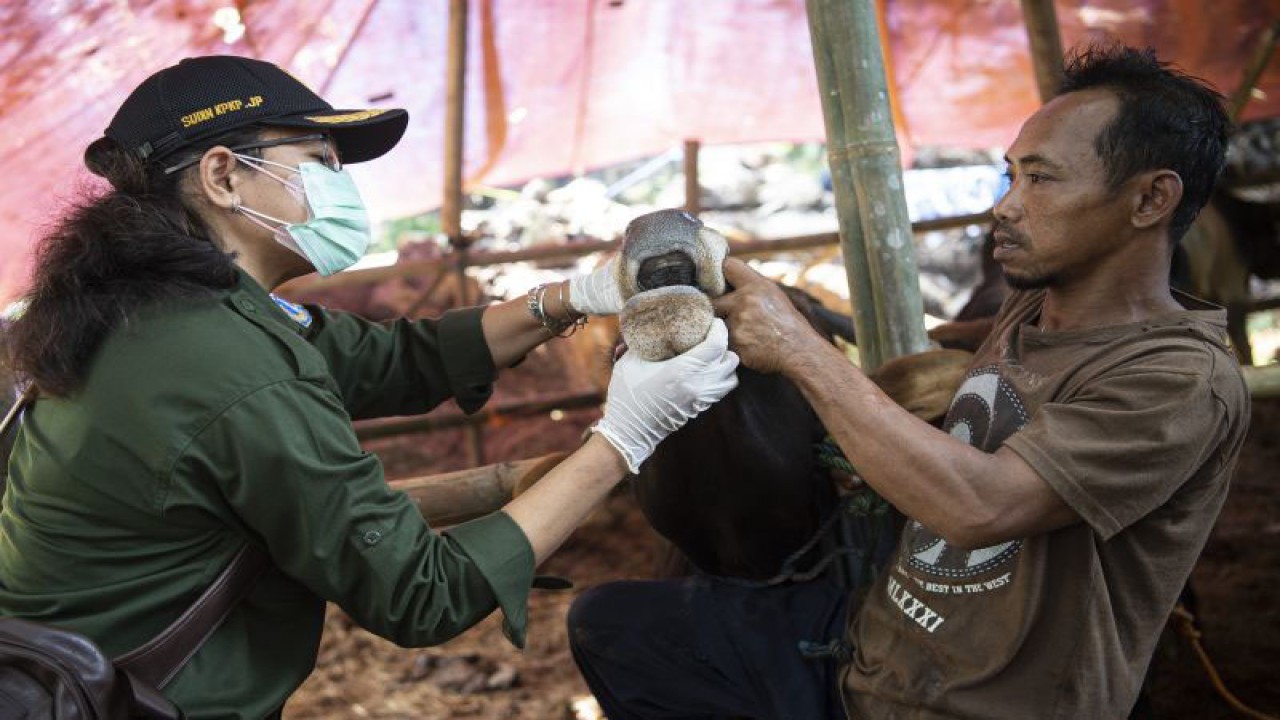 Petugas Suku Dinas Ketahanan Pangan, Kelautan dan Pertanian (KPKP) Kota Administrasi Jakarta Pusat memeriksa kesehatan hewan kurban di Jalan Angkasa, Kemayoran, Jakarta Pusat, Selasa (28/6/2022). ANTARA FOTO/Sigid Kurniawan/tom