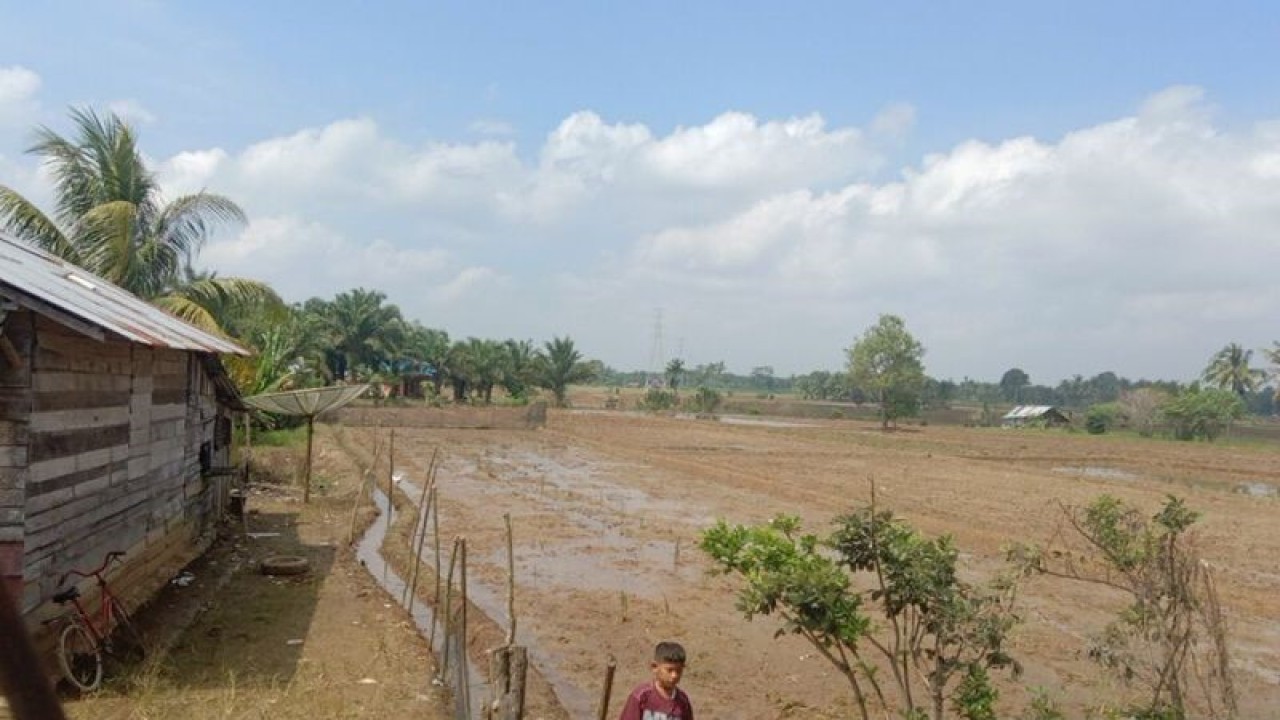 Lahan persawahan milik petani di Desa Arah Tiga, Kabupaten Mukomuko, Senin (21/11/2022) ANTARA/Ferri.