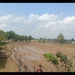 Lahan persawahan milik petani di Desa Arah Tiga, Kabupaten Mukomuko, Senin (21/11/2022) ANTARA/Ferri.-1672630188