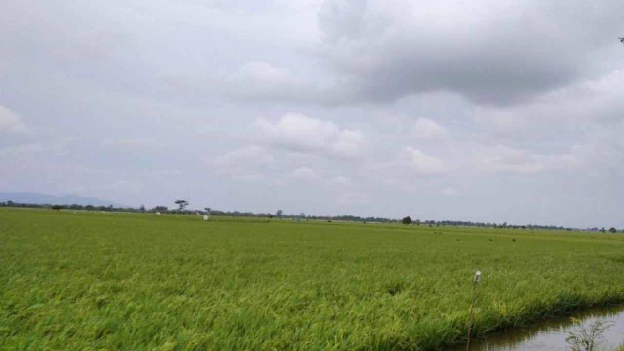 Lahan tanaman padi petani terendam banjir beberapa waktu lalu. (ANTARA/Akhmad Nazaruddin Lathif)