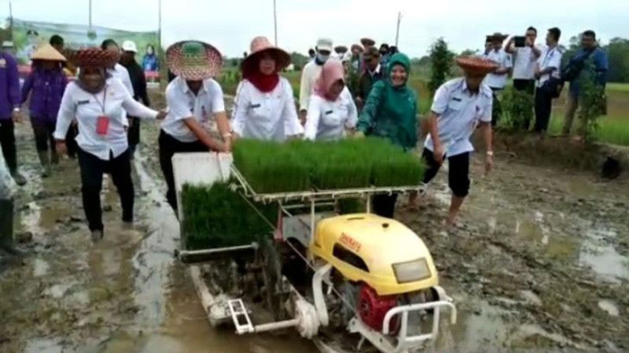 Penjabat Bupati Barito Selatan, Lisda Arriyana sedang melakukan penanaman padi biofortifikasi, Rabu (11/1/2023). ANTARA/Bayu Ilmiawan